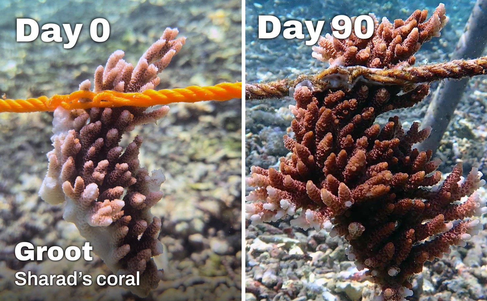 Side-by-side comparison of Groot, a coral fragment adopted by Sharad, on Day 0 and Day 90 in the Ocean Gardener nursery in Nusa Penida, Bali