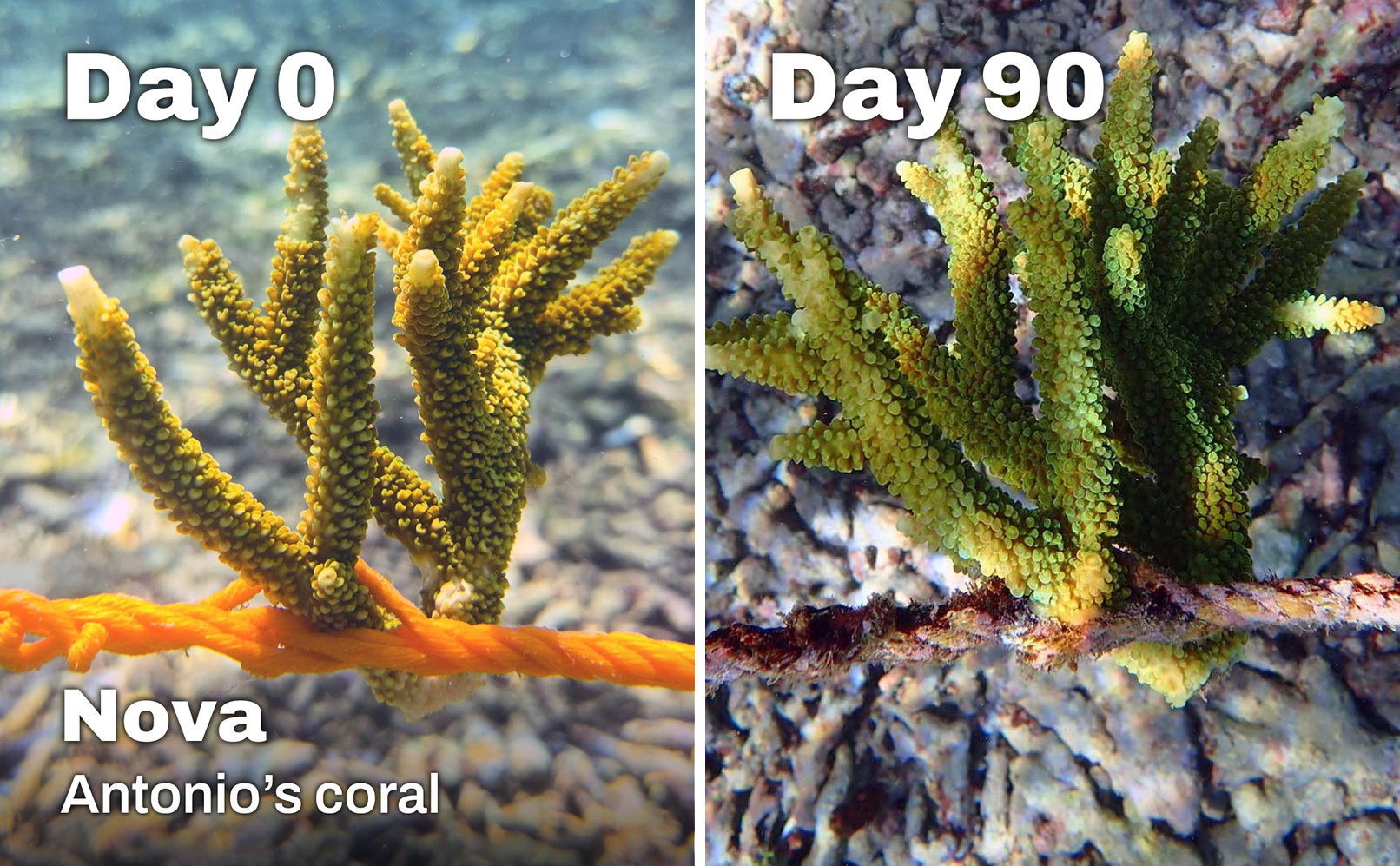 Side-by-side comparison of Nova, a coral fragment adopted by Antonio, on Day 0 and Day 90 in the Ocean Gardener nursery in Nusa Penida, Bali