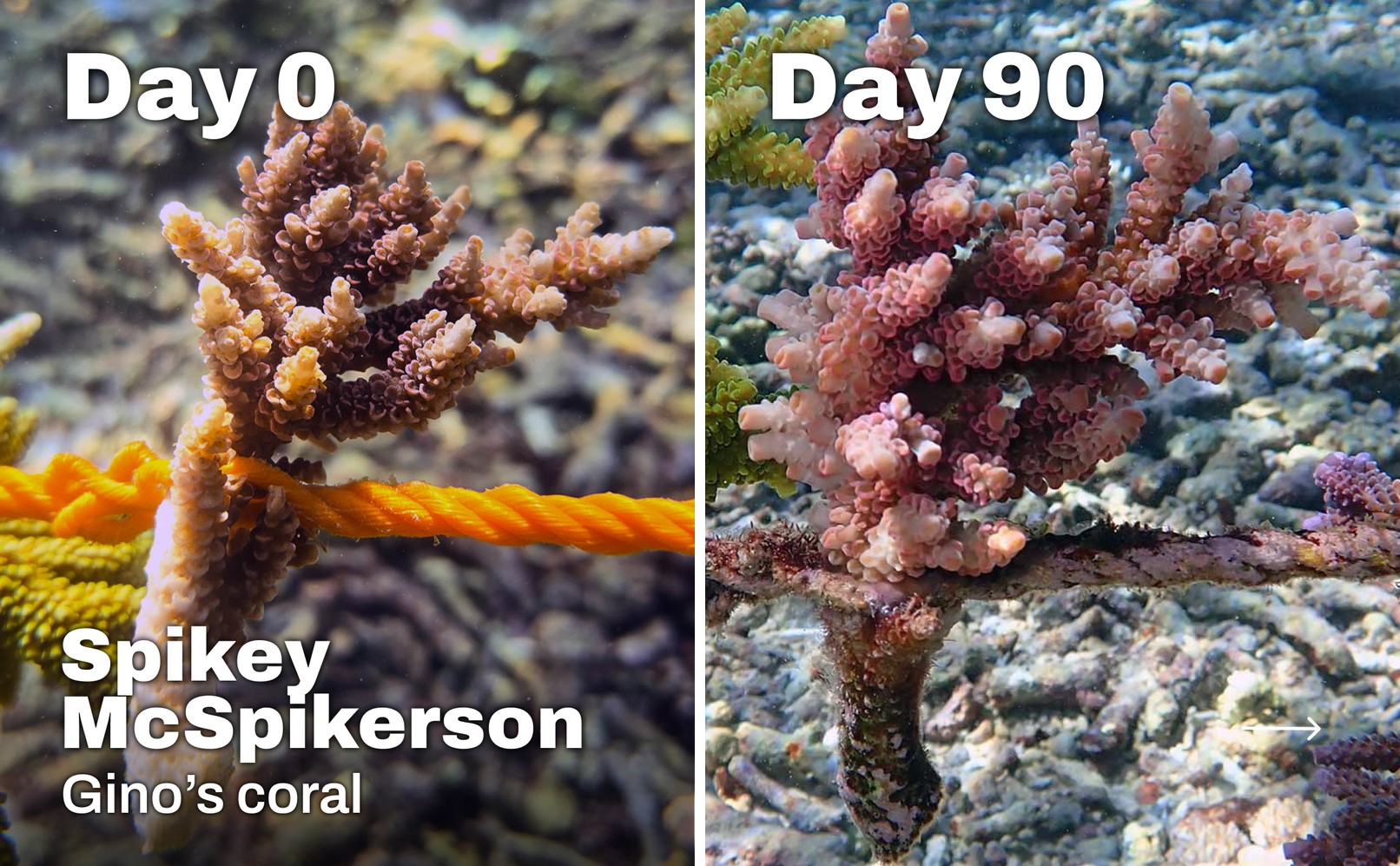 Side-by-side comparison of Spikey McSpikerson, a coral fragment adopted by Gino, on Day 0 and Day 90 in the Ocean Gardener nursery in Nusa Penida, Bali