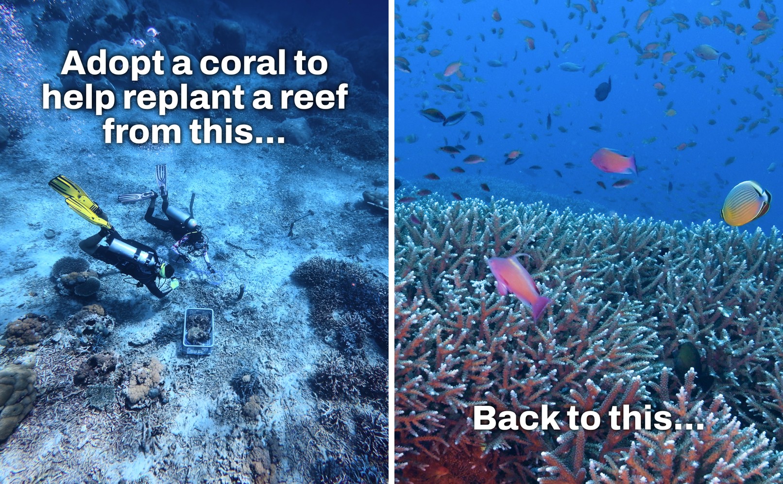 A diver carrying a crate of coral fragments out to the nursery, next to a thriving, fish-filled coral reef in Bali showing what years of restoration can achieve