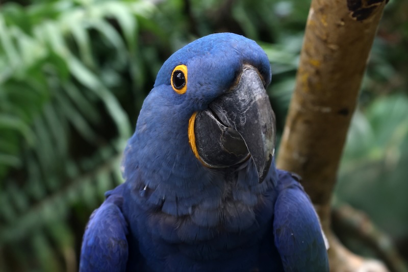 Canopi: A New Journey Begins — Introducing a New Era of Regenerative Travel