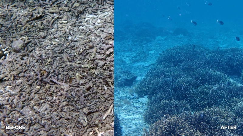 Comparison of before and after coral restoration site