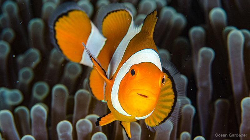 Discover Bali's Hidden Gem: A Vibrant Underwater World