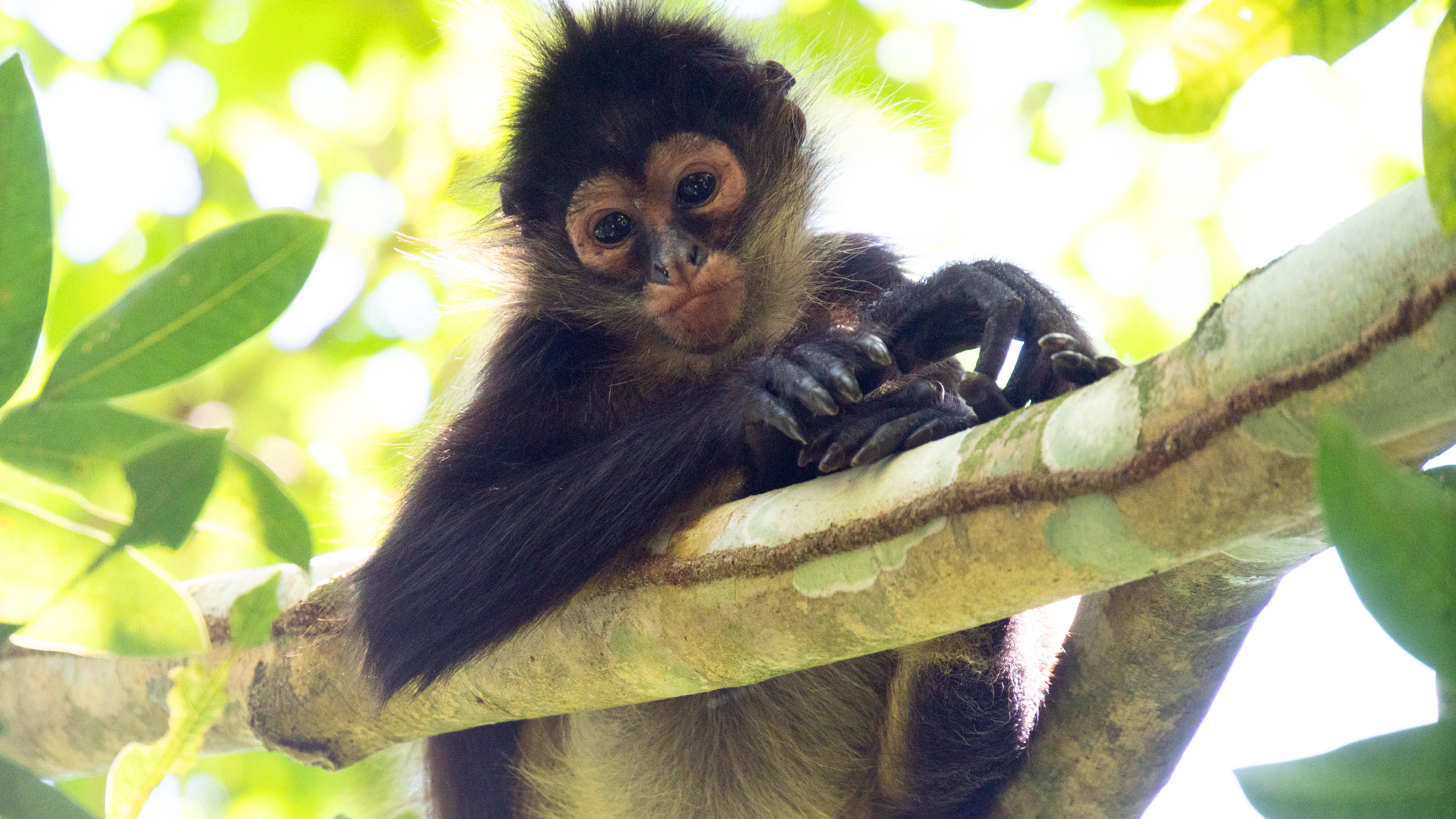Spider monkey in the Yucatan