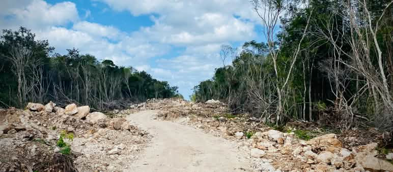 Destruction of forests in Mexico