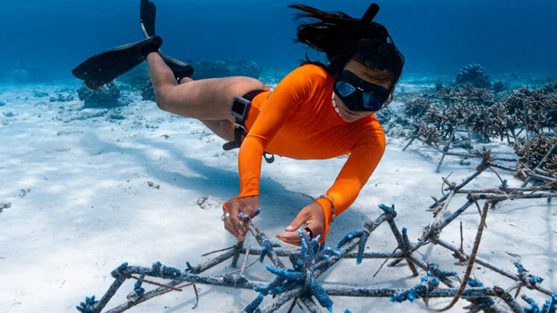 Free diver with snorkel mask arrange coral fragment on coral restoration structure