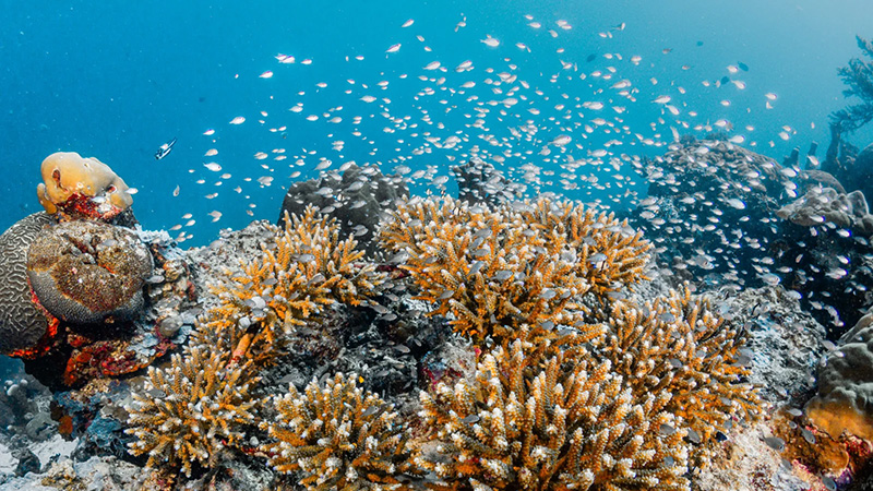 Head of coral with small fish in Bira, Sulawesi, Indonesia