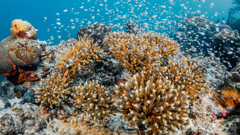 Coral head with lots of small fish