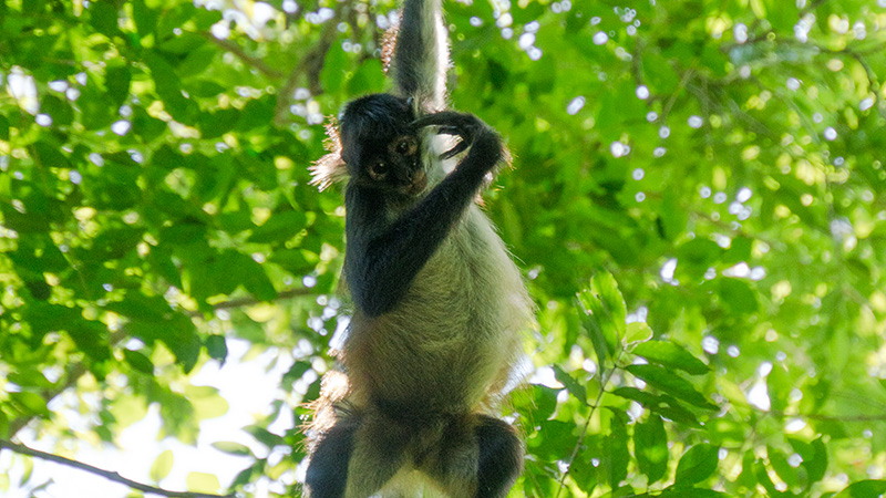 Forest conservation for Spider monkey in Punta Laguna, Yucatan, Mexico