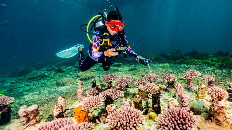 ocean gardener, coral reef restauration, bali, indonesia, nusa penida, scuba diving 