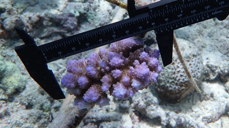 Measuring a planted coral for progress