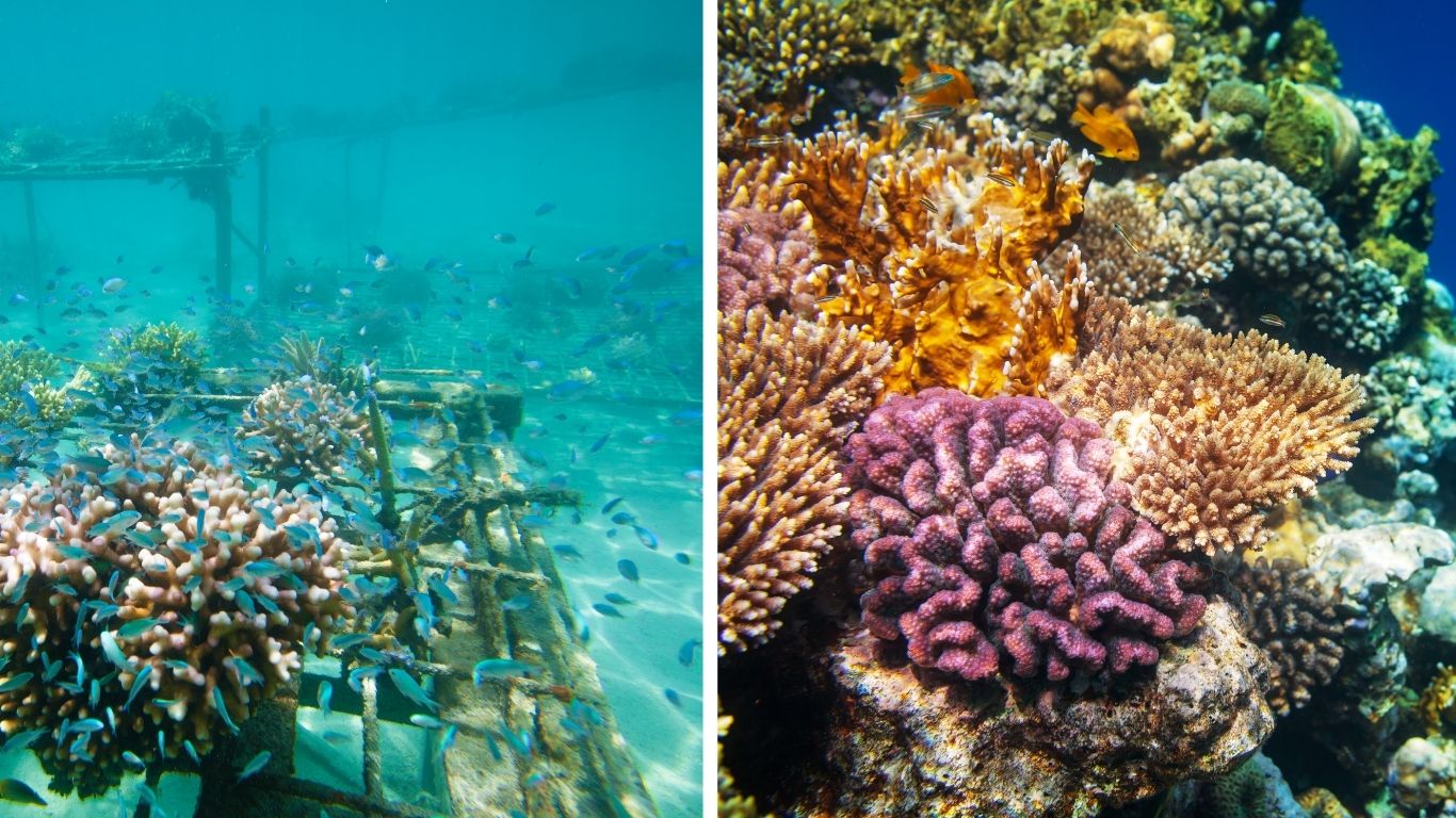 Coral restoration experience | Canopi Travel