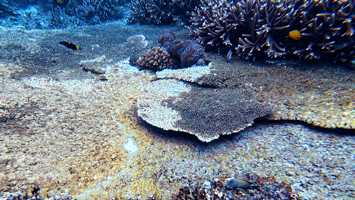 Coral bleaching on Bali's reefs in Nusa Penida.