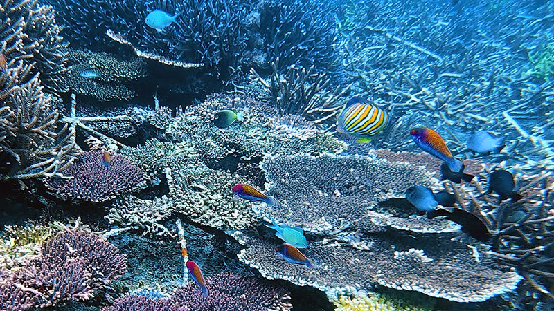 What are corals and why are the reefs so important?