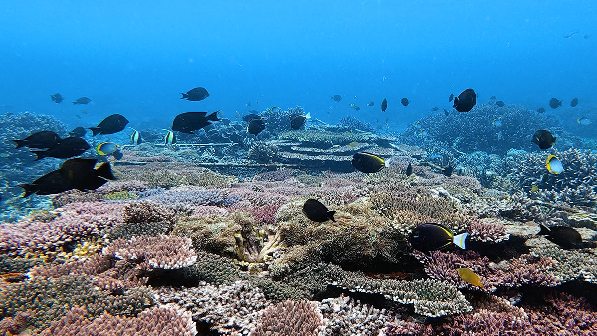 Vibrant fish life over a coral nursery table in Bali, Indonesia