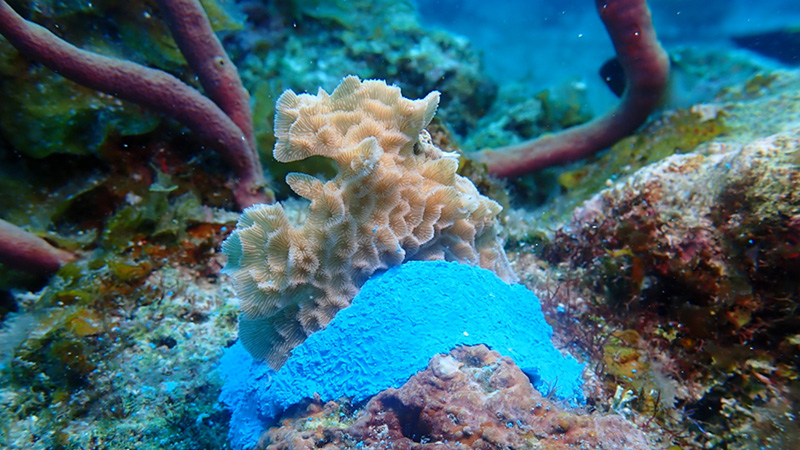 Bringing A Damaged Reef Back To Life