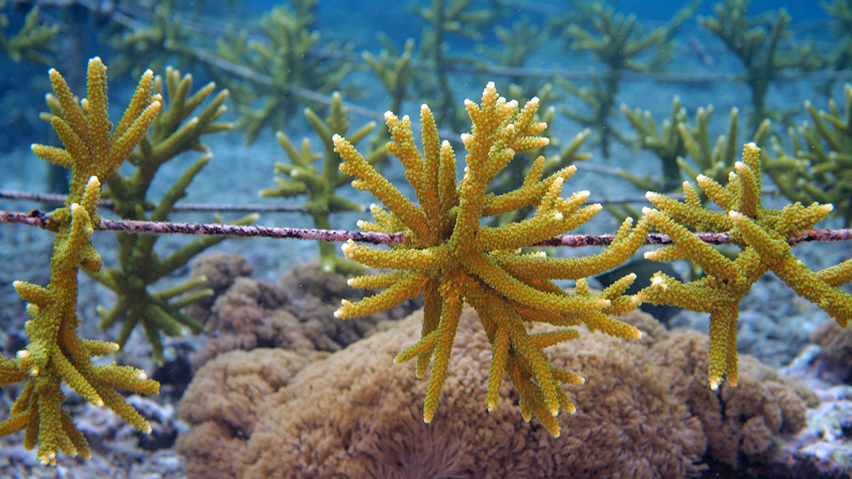 Piece of yellow acropora on a stake and rope nursery in Bali, Indonesia.