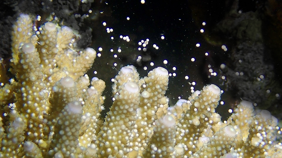 Coral in mass spawning event in Pemuteran, Bali, Indonesia