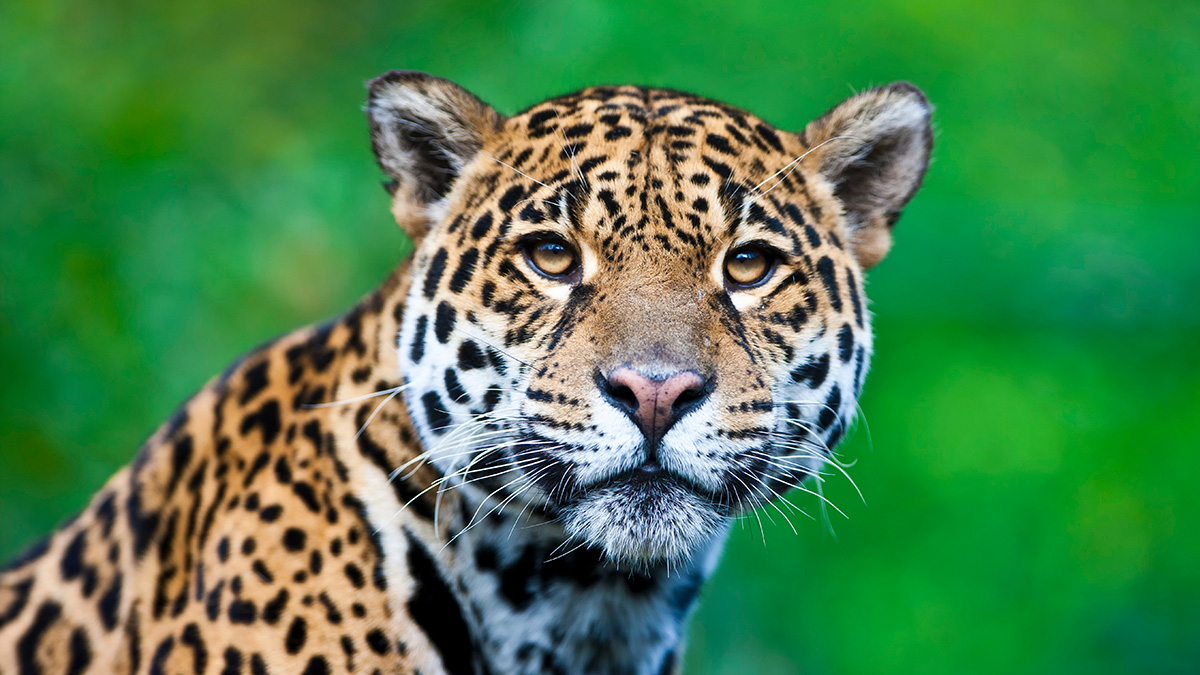 Why Animals Are Important For The Planet