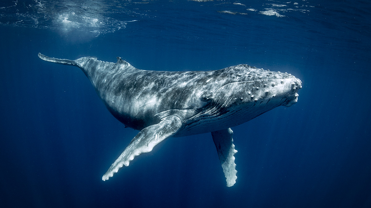 Whale off the coast of Mozambique
