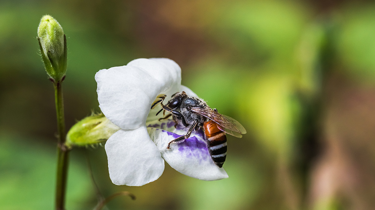 Bee on a white flower 