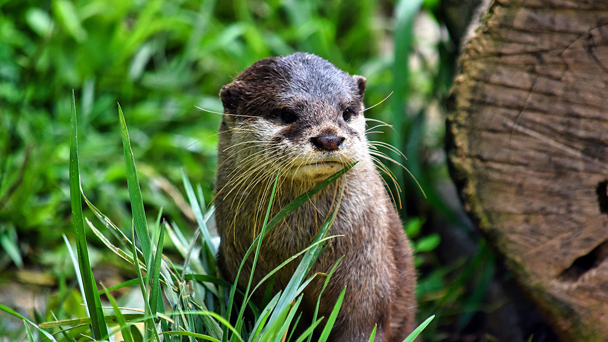 Otter on a river bed