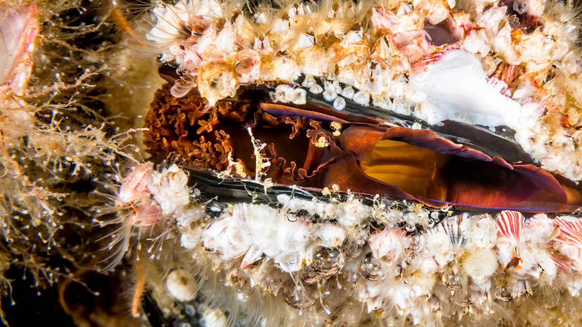 close up of a mussel