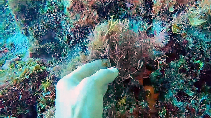 Algae overgrowth from untreated sewage on the Palancar reefs in Cozumel, Mexico