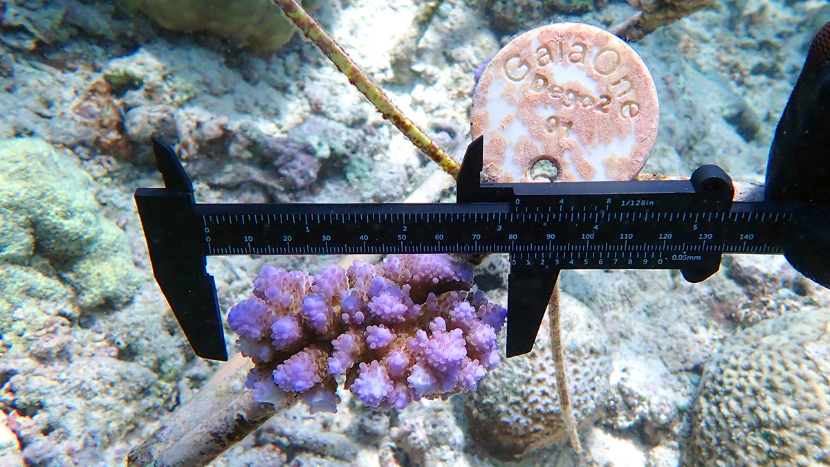 Measuring a coral fragment during a freediving workshop for coral restoration.