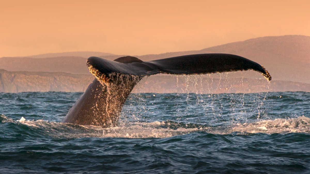 Wildlife Conservation Trips That Actually Help