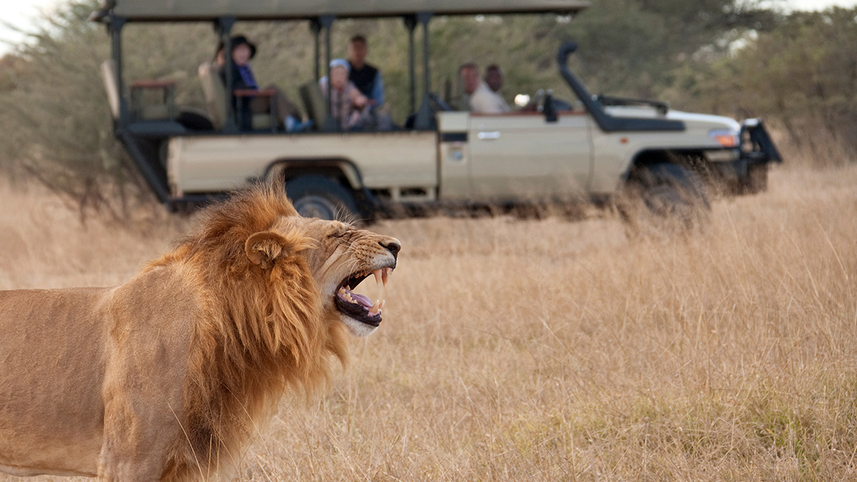 Tourists on safari observing a lion in Mozambique