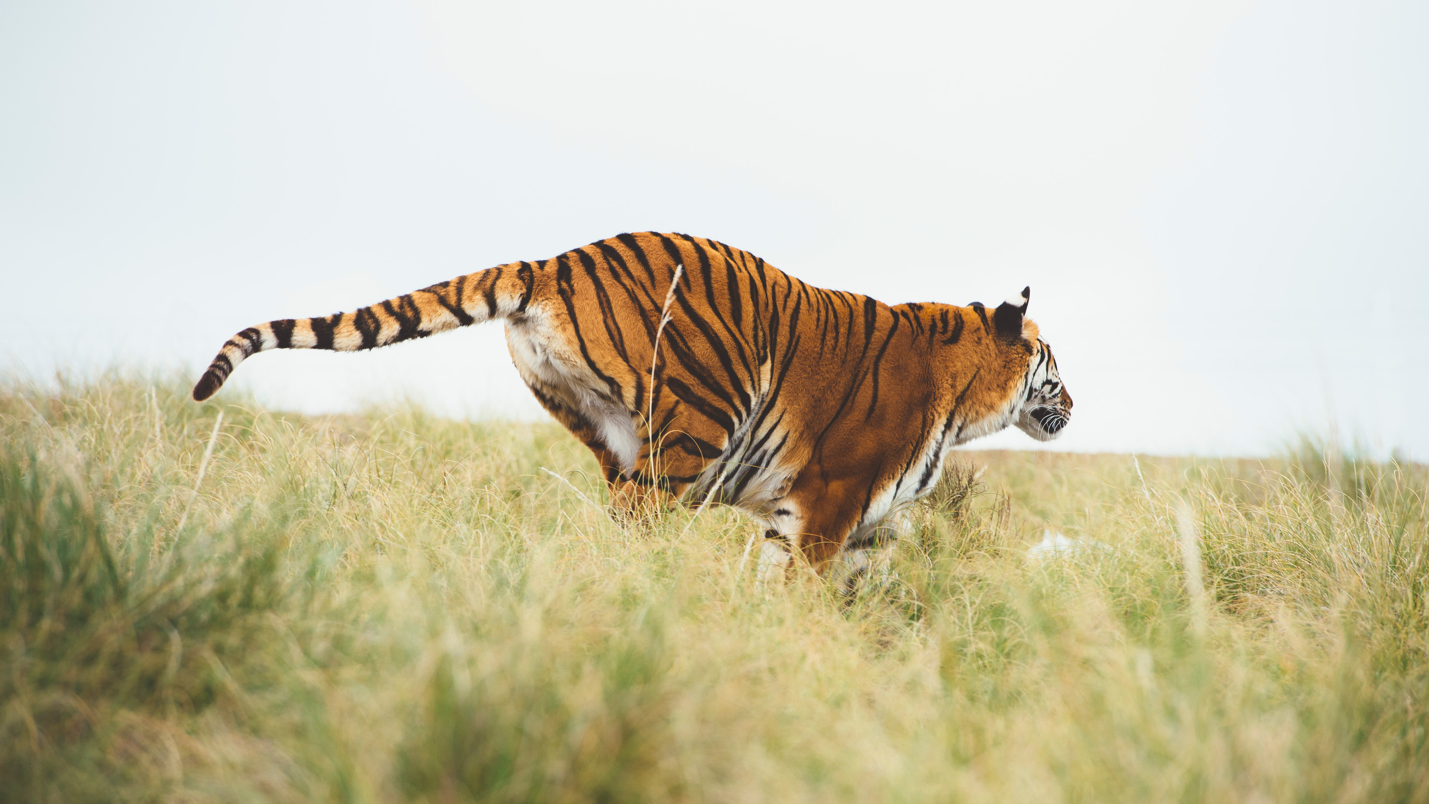 Rewilding of a tiger