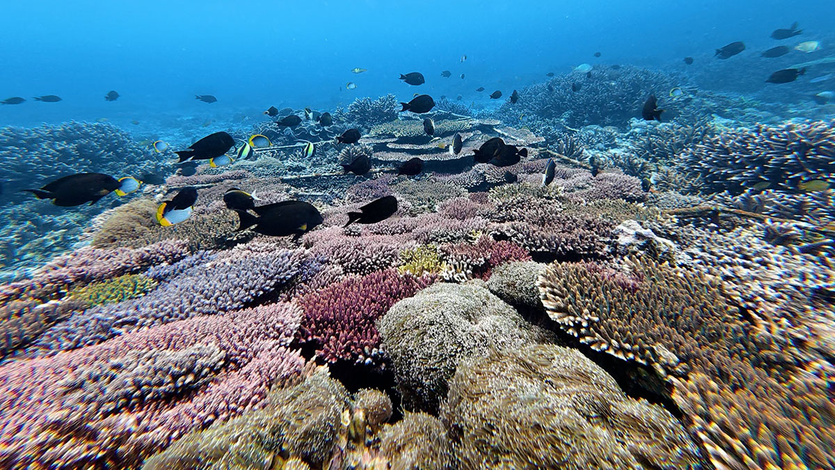 Coral restoration site with butterfly fish and surgeon fish that have returned.