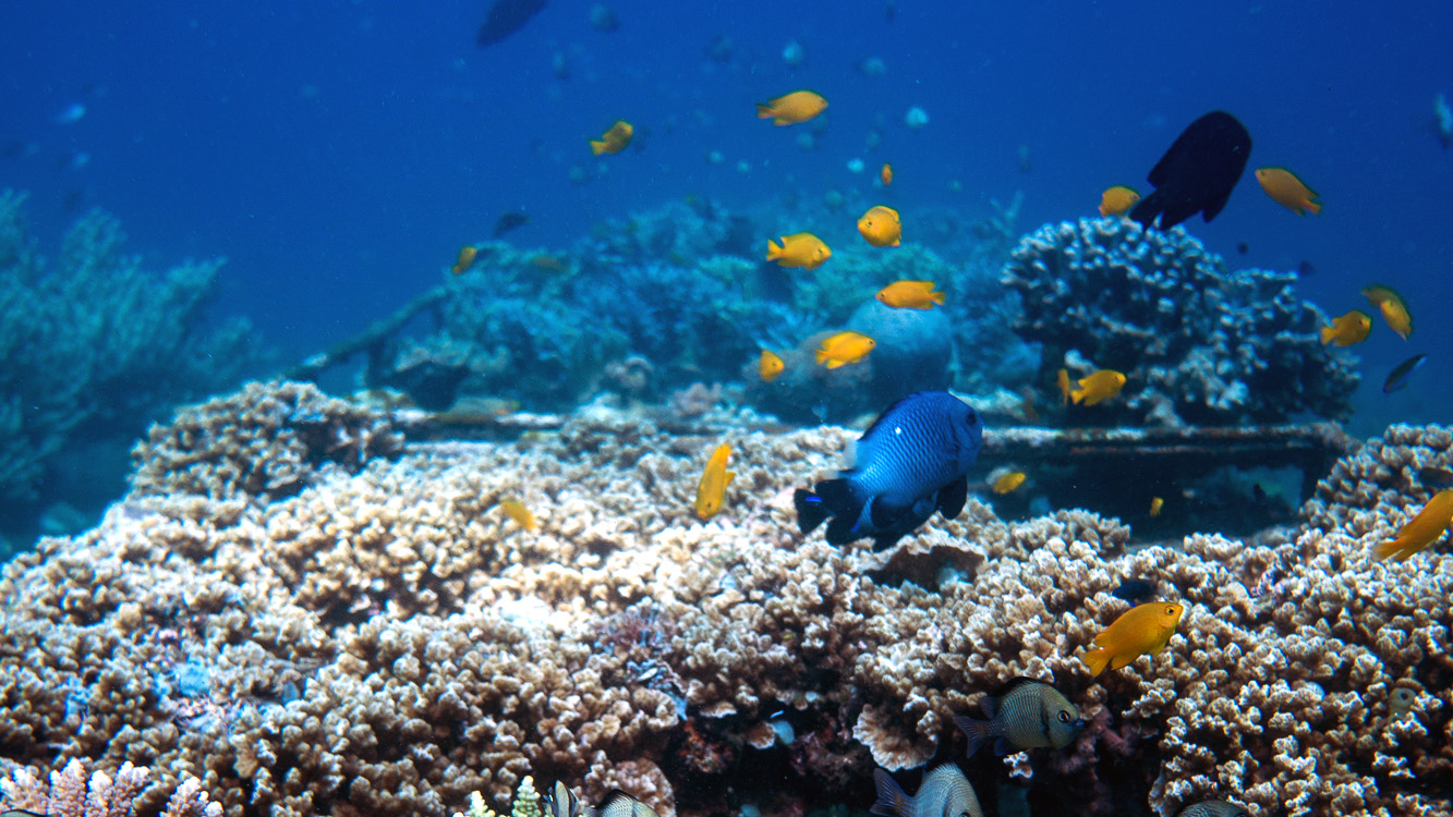 Amed Coral Nursery with colorful yellow fish 