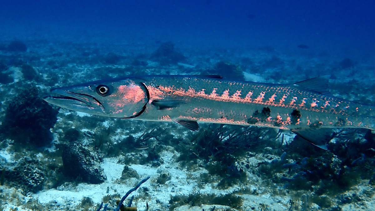 A barracuda in the Cozumel marine park