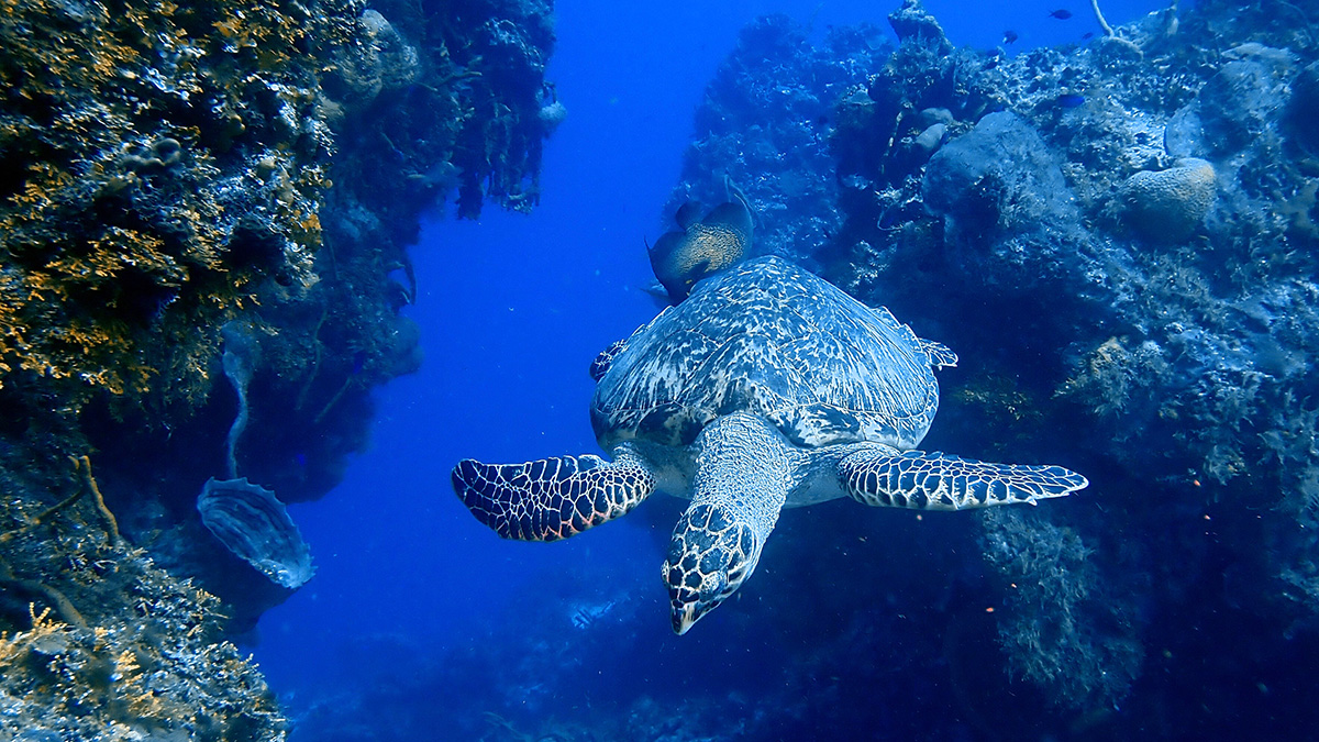 Turtle and French Angel Fish swimming in the reefs of the Cozumel Marine Park