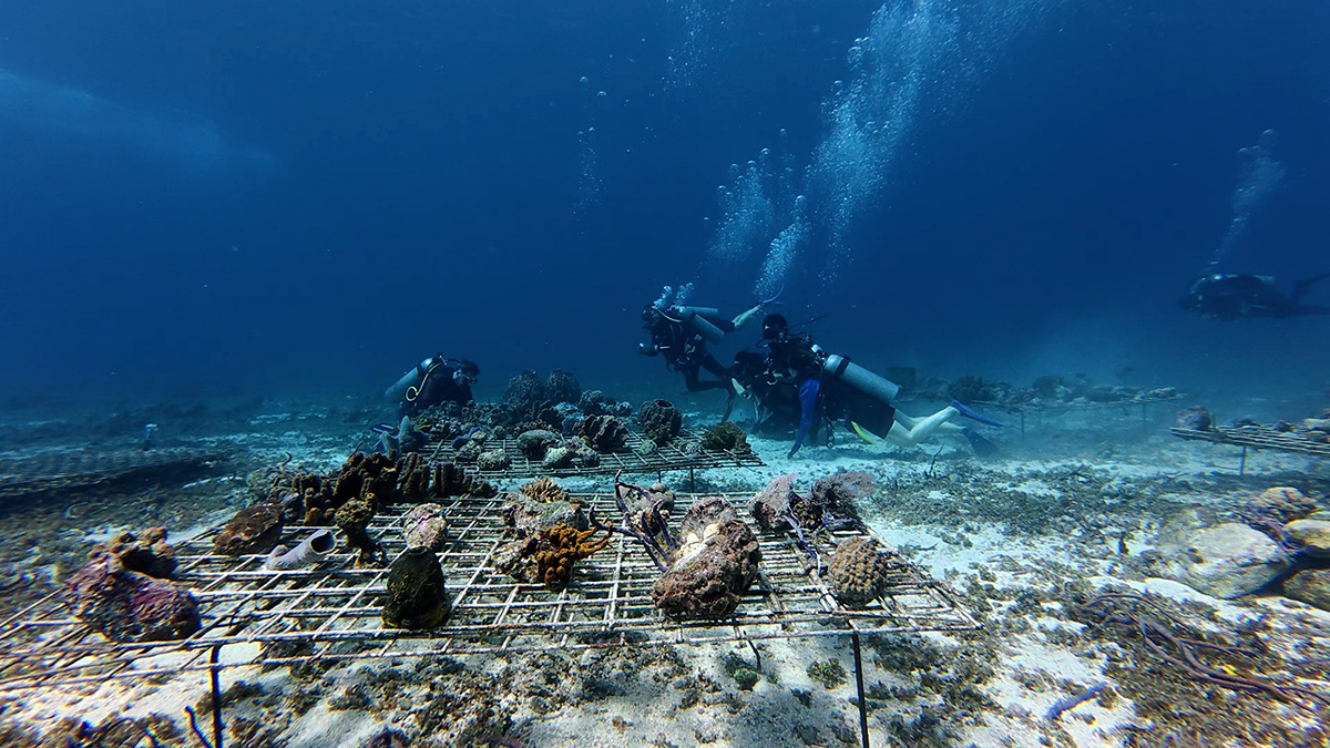 Coral Restoration Platforms with various Caribbean corals