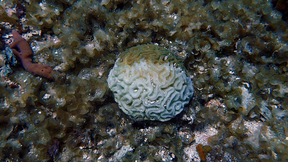 Brain coral in Cozumel Mexico, turning white and bleaching from warming waters