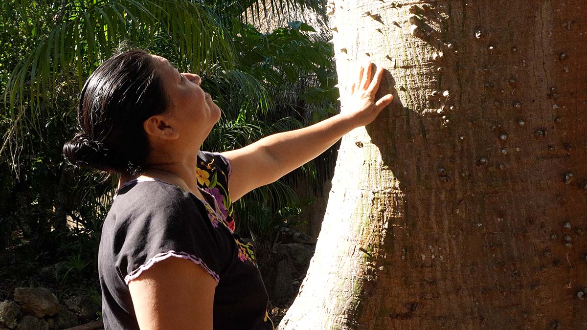 Mayan woman touching a ceiba tree near Tulum