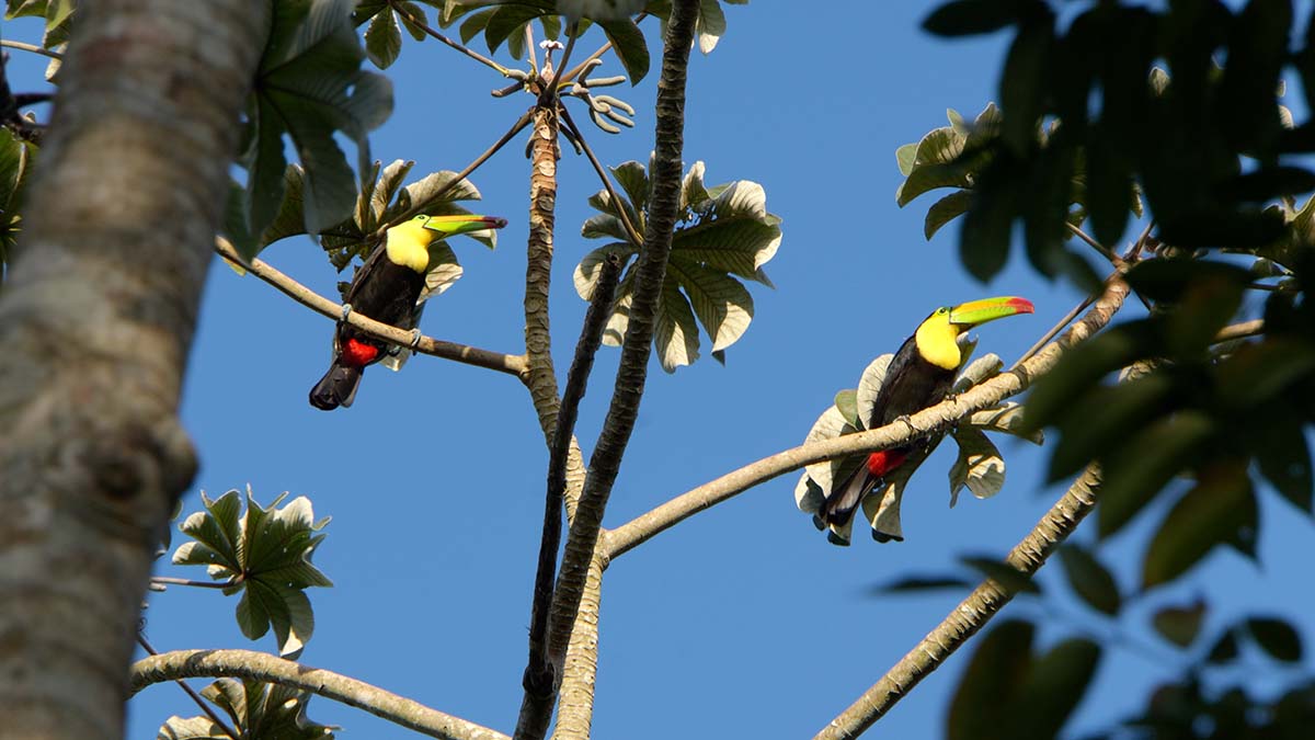Toucans in the tree canopy while 