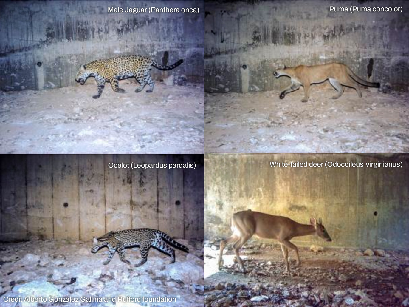 Animals of the Yucatan that are using a wildlife corridor