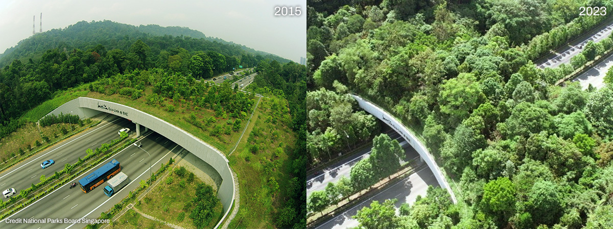 Wildlife Connector overpass in Singapore