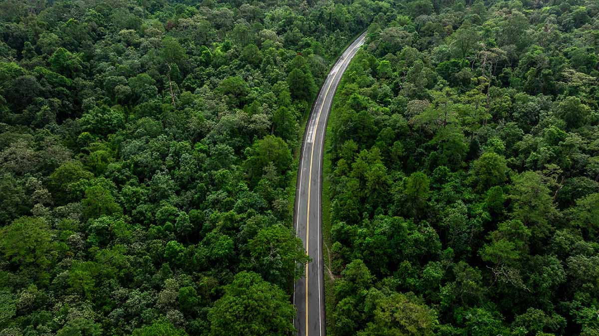 Bridging the Green Divide: Wildlife Corridors and Forest Fragmentation