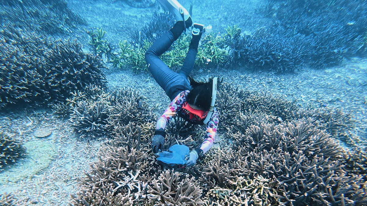 Ocean Gardener staff member removing plastic from smothering a coral in Nusa Penida Bali