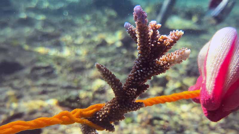 Coral fragment in rope nursery, Bali, Indonesia