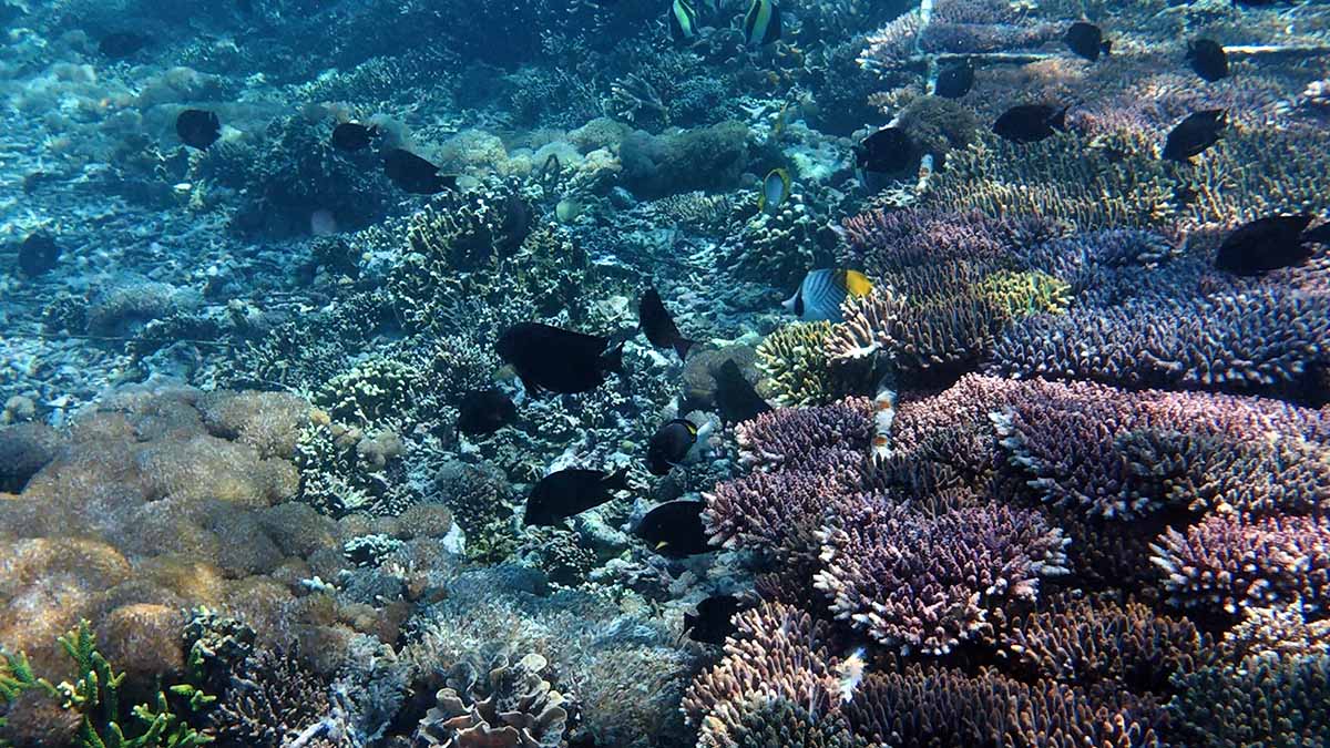 Colorful Tropical Fish Hiding in Coral Nursery in Bali, Indonesia 