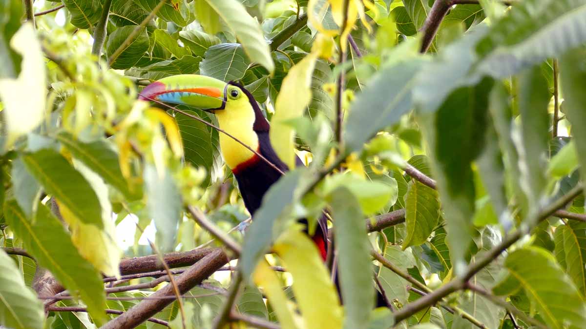 Keel billed toucan hiding in native tree in Yucatan Mexico