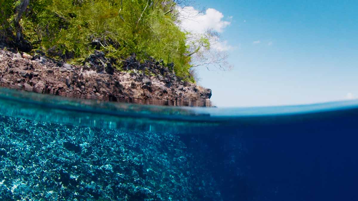 Split view of water and trees