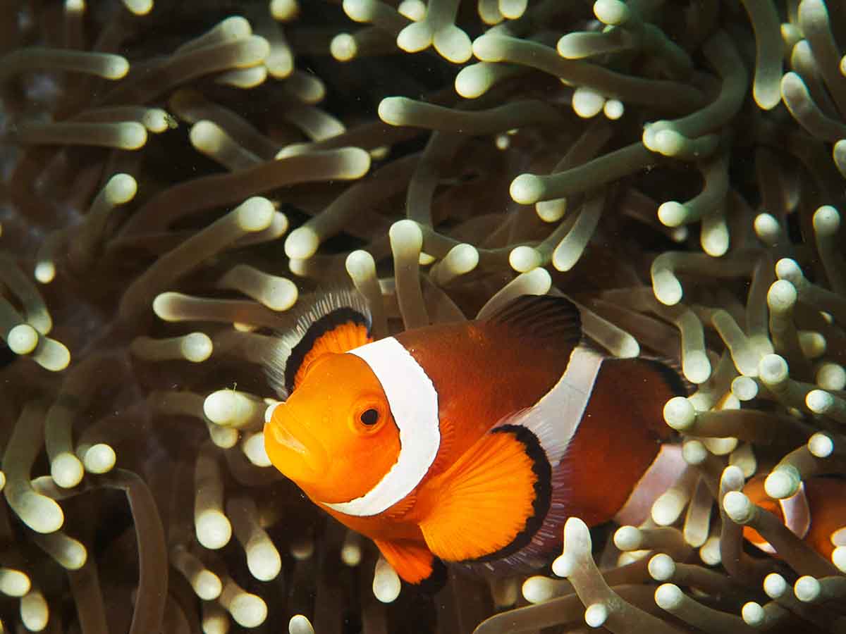 The Vibrant Residents of Nusa Penida’s Reefs