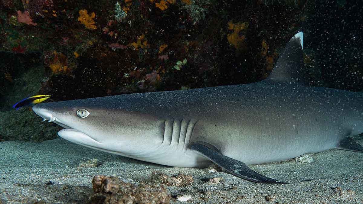 White tipped reef shark with a cleaner wrasse